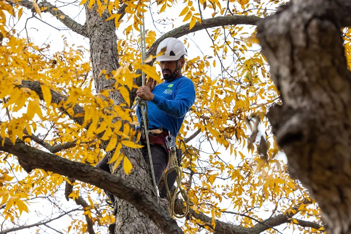Skilled Storm Damage Cleanup crew working in Vaughn